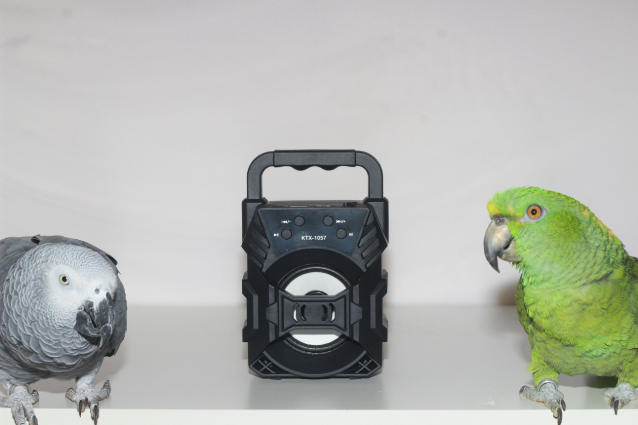 parrot, parrots, parrots dubai, dubai pet food, pet shop near me, puppies online, pet, buy pet, pet food in dubai, pet clothes shop, pet store dubai, dog food dubai, pet online, pet shops in dubai, pets market warsan