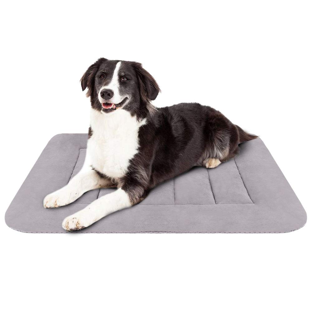dog bed, dubai pet food, pet shop near me, puppies online, pet, buy pet, pet food in dubai, pet clothes shop, pet store dubai, dog food dubai, pet online, pet shops in dubai, pets market warsan