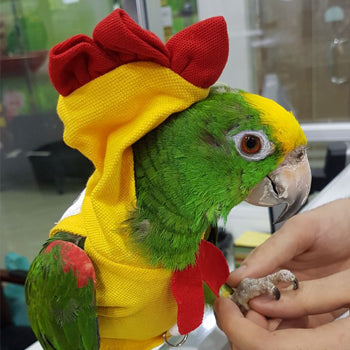 Parrot Outfit - Chicken